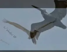 Descubre la magia de Lunik con su nuevo sencillo «Birds»: una fusión única de música y naturaleza