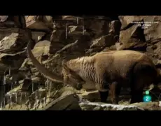 Descubre la riqueza natural del Parque Natural de Engadin: Guía para observar su impresionante fauna